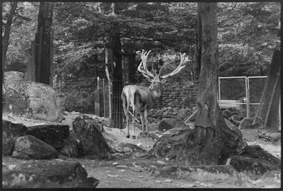 Rentier im Gehege des Tierparks