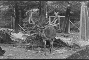Rentier im Gehege des Tierparks