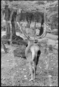 Rentier im Gehege des Tierparks
