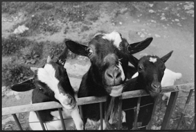 Ziegen im Gehege des Tierparks