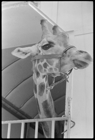 Giraffe schaut unter dem Vordach ihres Wagens hervor