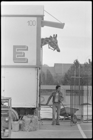 Giraffe schaut aus dem Giraffen-Wagen, daneben Wärter mit Schubkarre