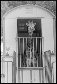Giraffe schaut aus dem Giraffen-Wagen