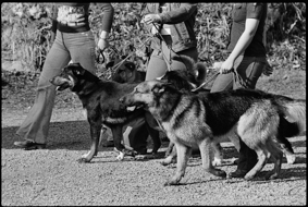 Drei Männer mit mehreren angeleinten Hunden auf einem Kiesweg marschierend