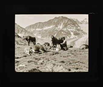 Ein Bergbauer melkt eine Kuh auf einer Alpenweide