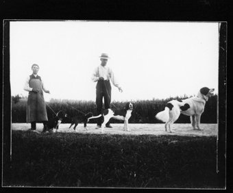 Quatre chiens