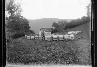 Ruches indépendantes