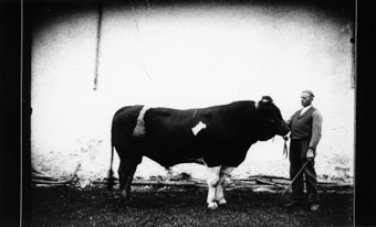 Taureau