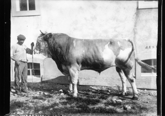 Taureau