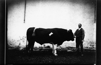 Taureau
