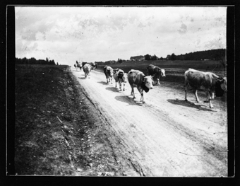 Troupeau de vaches