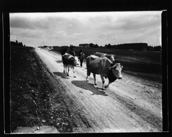 Troupeau de vaches