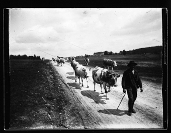 Troupeau de vaches