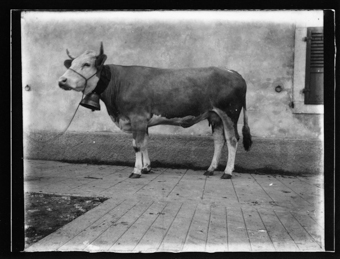 Vache