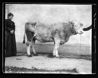 Vache