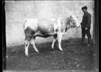 Vache