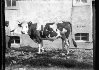 Vache