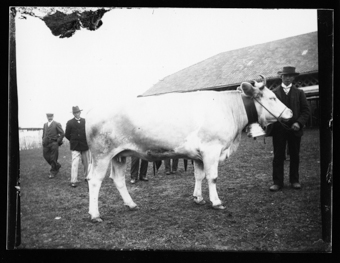 Vache