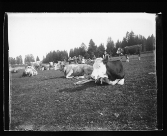 Vaches