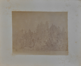 Verschneites Waldstück