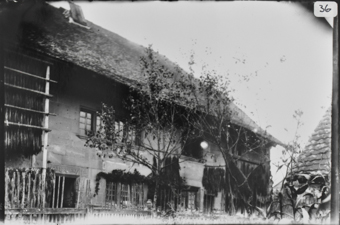 Zweistöckiges Steinhaus mit Satteldach aus Garten Fotografiert, links blühende Tabakpflanze, unter der Dachtraufe aufgehängte, trocknende Tabakblätter, hinter Lattenzaun stehende Frau ( Bildmitte unten)