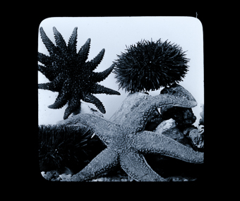 Seeigel & Seestern