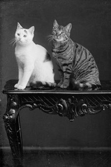 Zwei Katzen