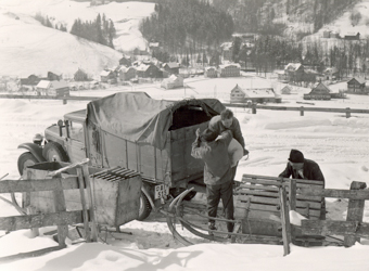 Schweinetransport