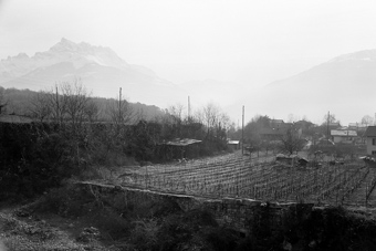 Monthey, vignes, plaine devant les Dents du Midi