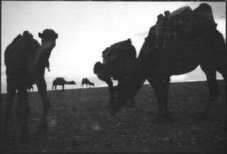 Türkei, Ankara: Tiere; Kamelherde