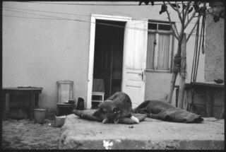 Türkei, Ankara: Hund; Liegender Hund vor einem Haus