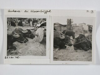 Ankara: die Wasserbüffel R.IXTürkei: Volle Holzräder der wegen des Knarrens dieser Räder "Nachtigallen" genannten, primitiven Karren; u. Wasserbüffel. Es gab sie iin Anatolien seit den Zeiten des Dschingis Khan's.Türkei: Wasserbüffel, langsam, aber sicherer als ein Auto