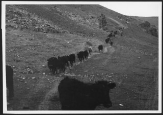 Ankara: Heimkehrende Herde | L VI 4