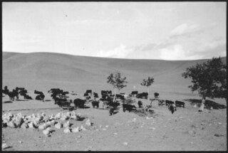 Anatolische Herden | LIII 13
