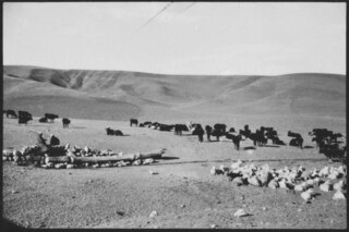 Türkei, Anatolien: Tiere; Tierherden auf Weide