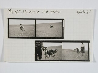 "Slugis" - Windhunde in Anatolien | (Leika V)