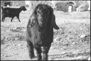Syrien, Aleppo: Schaf; Schaf