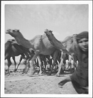 Irak: Kamele; Kamele