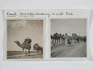 Irak, südliches Irak: Kamele Nomadenwanderung; Karteikarte: Kamele