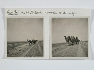 Irak, südliches Irak: Kamele Nomadenwanderung; Karteikarte: Kamele