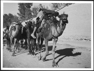 Persien: Strassenszene; Karawane mit beladenen Kamelen