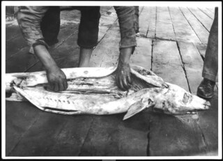 Persien, Meshed-i-Sehr (Meshed-i-Sahr): Fischerei; Fischer nimmt Fisch (Stör) aus