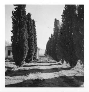 Persien, Schiraz (Schiras): Landschaft; Bäume alleeartig aufgereiht