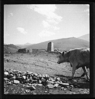 Russland, Nordossetien: Landwirtschaft; Kuh, im Hintergrund eine Festung