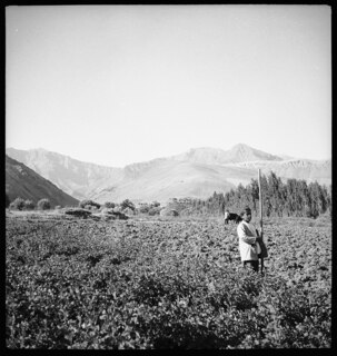 Persien, Farmanieh (Farmaniye): Kind (Lokalisierung unsicher); Ein Junge steht auf einem Feld, im Hintergrund sind Berge