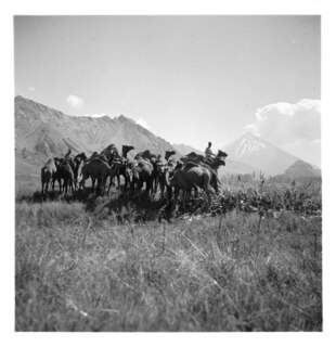 Persien, Elburs-Gebirge (Elburz): Kamele; Kamele, im Hintergrund der Demawand (Dawawand)