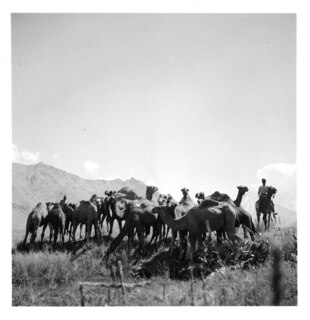 Persien, Elburs-Gebirge (Elburz): Kamele; Kamele, im Hintergrund der Demawand (Dawawand)