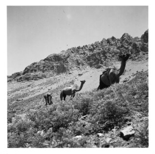 Persien, Elburs-Gebirge (Elburz): Landschaft; Kamele