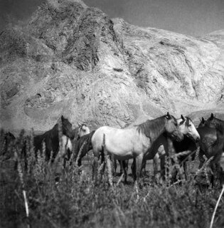 Persien, Elburs-Gebirge (Elburz): Pferde; Pferdeherde
