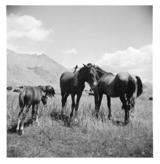 Persien, Elburs-Gebirge (Elburz): Pferde; Pferdeherde